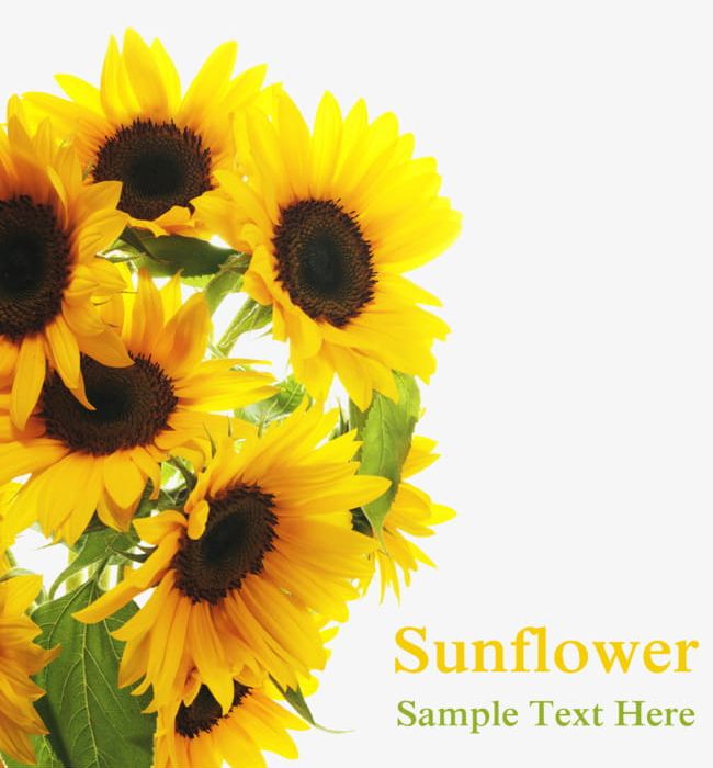 Sun Flowers In Full Bloom PNG, Clipart, Bloom, Bloom Clipart, Bloom Clipart, Chrysanthemum, Flower Free PNG Download