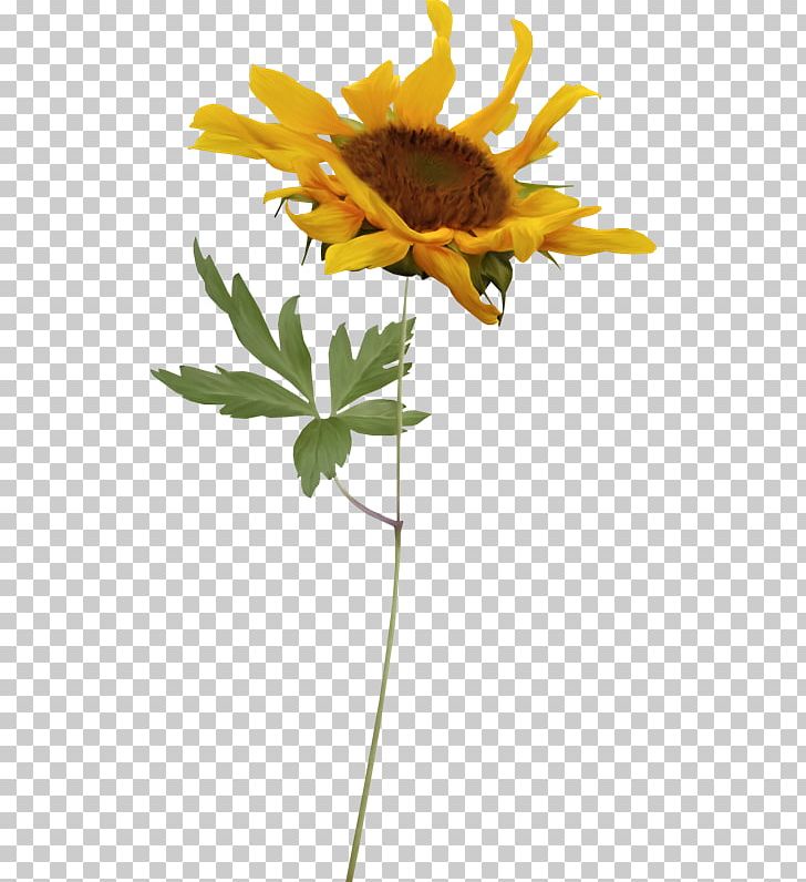 Common Sunflower PhotoScape Blog PNG, Clipart, Animaatio, Blog, Common Sunflower, Cut Flowers, Daisy Family Free PNG Download
