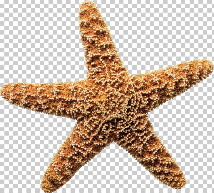 Starfish Sea The Star Thrower Ocean Shore PNG, Clipart, Animals, Beach, Beautiful, Beautiful Starfish, Brown Background Free PNG Download