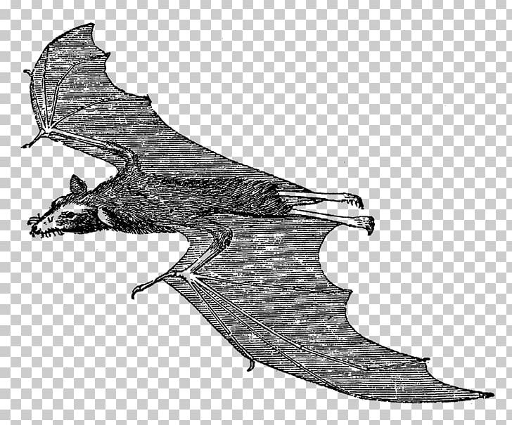 Vampire Bat Mammal PNG, Clipart, Animals, Bat, Black And White, Cold Weapon, Craft Free PNG Download