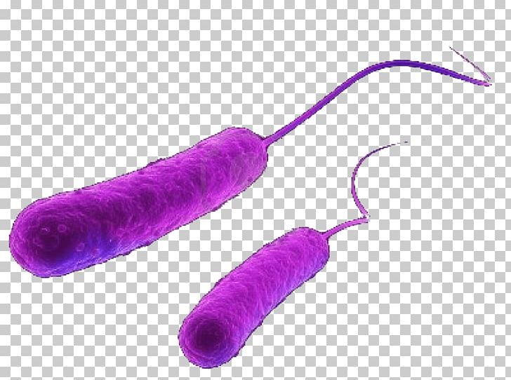 E. Coli Bacteria Antimicrobial Resistance Shigatoxigenic And Verotoxigenic Escherichia Coli Toxin PNG, Clipart, Antibiotics, Antimicrobial Resistance, Bacteria, Cholera, E. Coli Free PNG Download