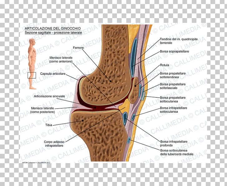 Prepatellar Bursitis Infrapatellar Bursitis Synovial Bursa Knee PNG, Clipart, Anatomy, Ankle, Bursitis, Foot, Human Leg Free PNG Download