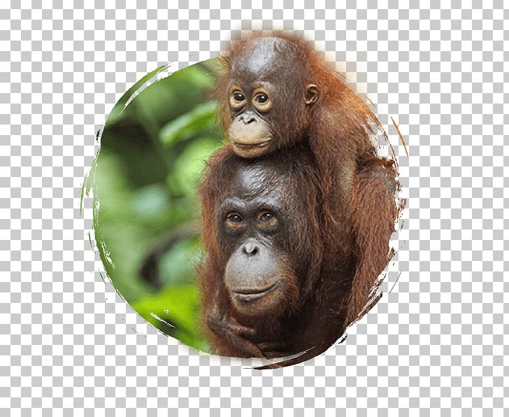 Sepilok Orang Utan Rehabilitation Centre Sumatran Orangutan Bornean Orangutan Chimpanzee PNG, Clipart, Ape, Borneo, Borneo Orangutan Survival, Common Chimpanzee, Endangered Species Free PNG Download