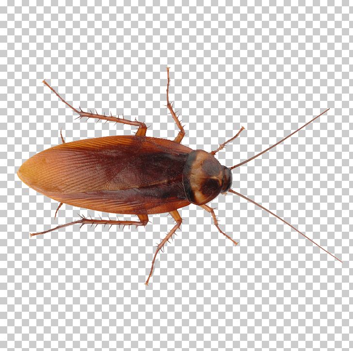 Insect Cockroach Pest Control Ant PNG, Clipart, American Cockroach, Arthropod, Bed Bug, Bed Bug Control Techniques, Beetle Free PNG Download
