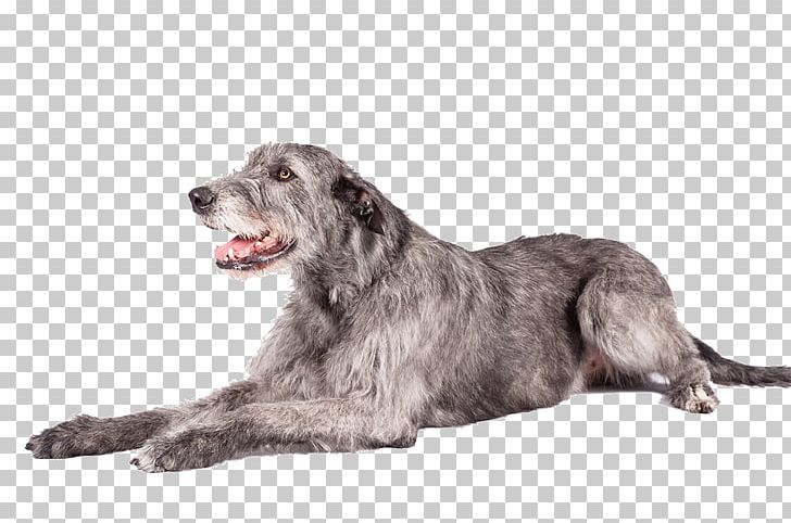 Irish Wolfhound Schnoodle Scottish Deerhound Glen Irish Terrier PNG, Clipart, Bearded Collie, Breed, Carnivoran, Collie, Dog Free PNG Download