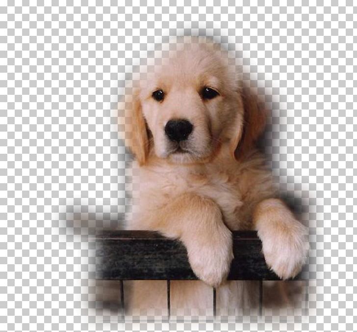 Labrador Retriever Catahoula Cur Puppy Golden Retriever Desktop PNG, Clipart, Ancient Dog Breeds, Animal, Animals, Carnivoran, Chien Free PNG Download