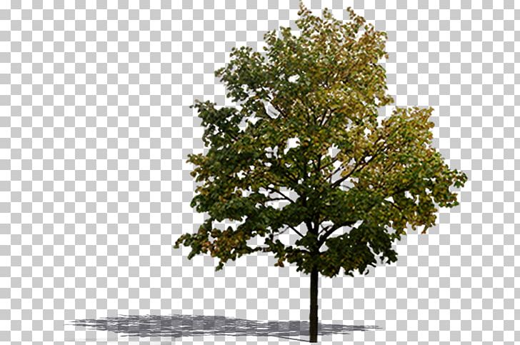 Landscape Architecture Tree PNG, Clipart, Architect, Architectural Designer, Architecture, Art, Autumn Leaf Color Free PNG Download