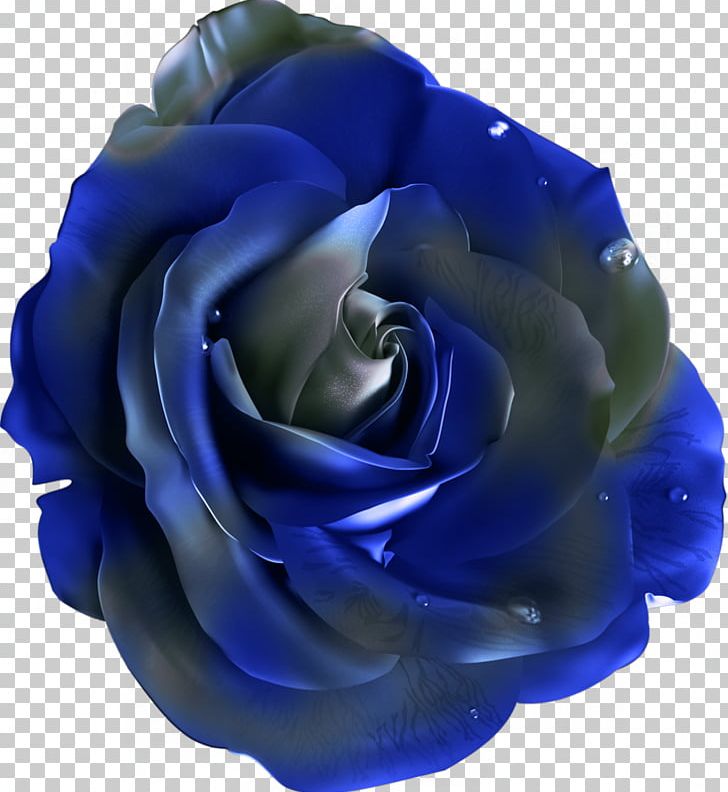 Beach Rose Flower Blue Rose PNG, Clipart, Black Rose, Blue, Buttons, Cobalt Blue, Cut Flowers Free PNG Download