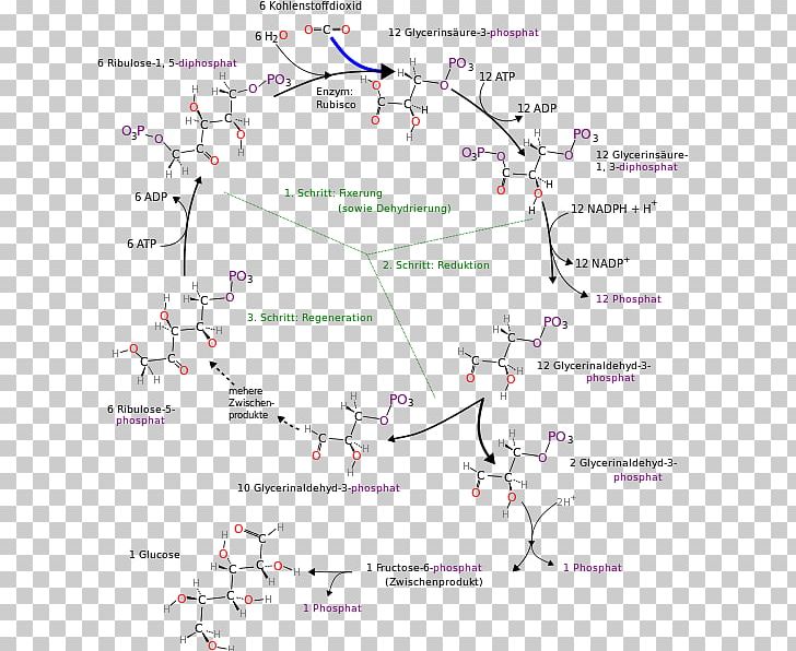 Calvin Cycle Photosynthesis 3-Phosphoglyceric Acid Metabolic Pathway Anabolism PNG, Clipart, 3phosphoglyceric Acid, Anabolism, Angle, Area, Calvin Cycle Free PNG Download