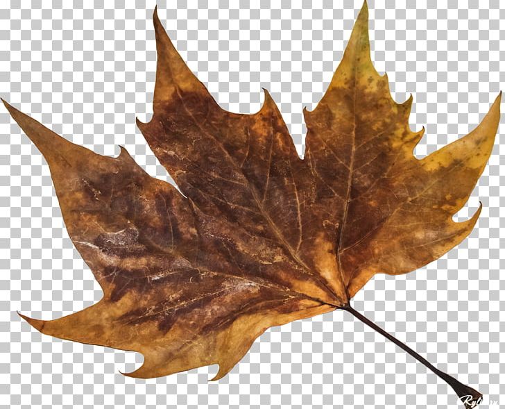 Maple Leaf Plant PNG, Clipart, Archive File, Eucalyptus Leaf, Leaf, Maple Leaf, Plant Free PNG Download