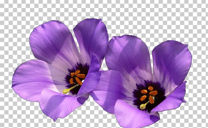 Violet Wildflower PNG, Clipart, Art, Beautiful, Bloom, Crocus, Flower Free PNG Download