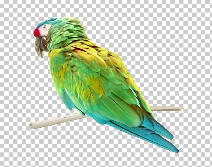Budgerigar Lovebird Parrot Macaw PNG, Clipart, Animal, Animals, Beak, Bird, Branch Free PNG Download