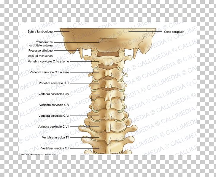 Cervical Vertebrae Vertebral Column Atlas Anatomy Ligament PNG, Clipart, Anatomy, Angle, Atlantoaxial Joint, Atlantooccipital Joint, Atlas Free PNG Download