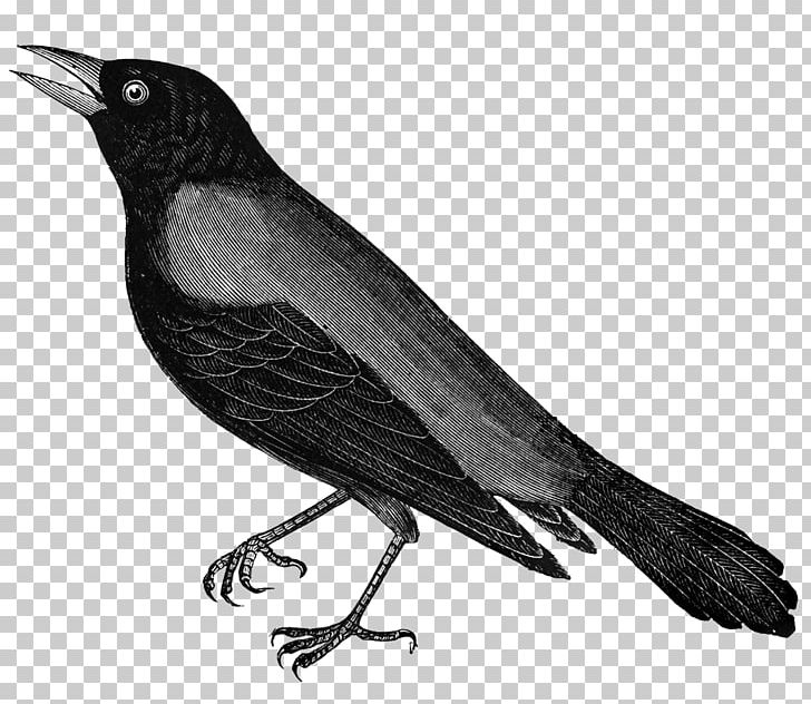 Crows PNG, Clipart, American Crow, Animals, Art, Artist Trading Cards, Beak Free PNG Download