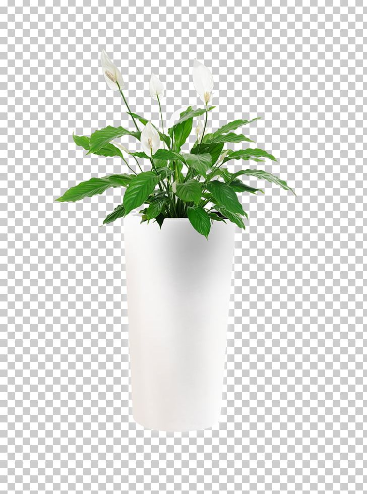 Houseplant Flower Spathiphyllum Wallisii Indoor Air Quality PNG, Clipart, Aloe Vera, Arumlily, Bog Arum, California Poppy, Chlorophytum Comosum Free PNG Download