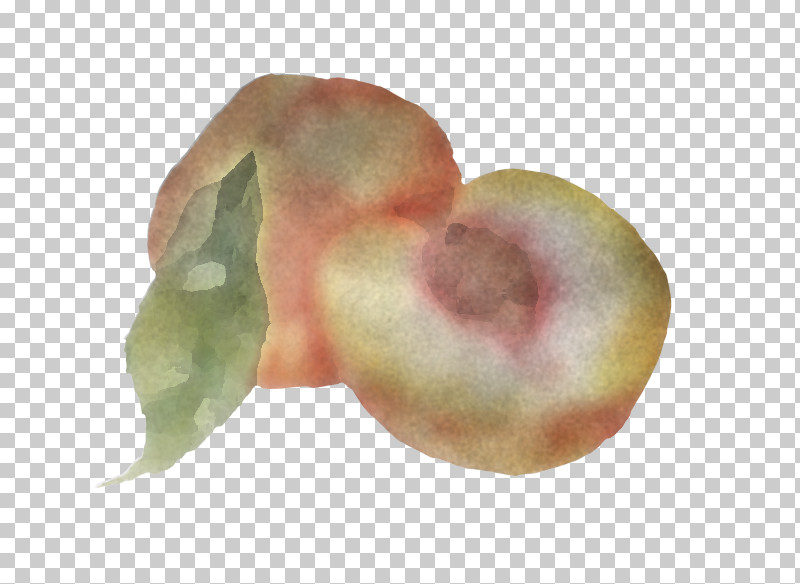 Peach Close-up Fruit PNG, Clipart, Closeup, Fruit, Peach Free PNG Download