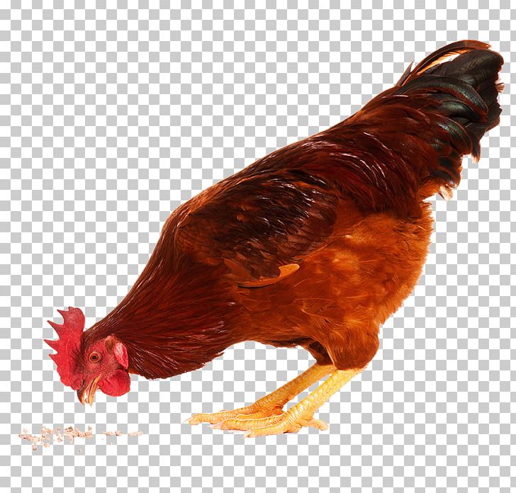 Chicken KFC Stock Photography PNG, Clipart, Animals, Beak, Bird, Chicken, Chicken As Food Free PNG Download