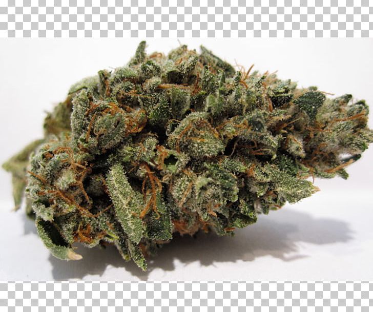 Kush Cannabis Luke Skywalker Hash Oil Blue Dream PNG, Clipart, Blue Dream, Cannabis, Cannabis Sativa, Hash Oil, Hemp Family Free PNG Download