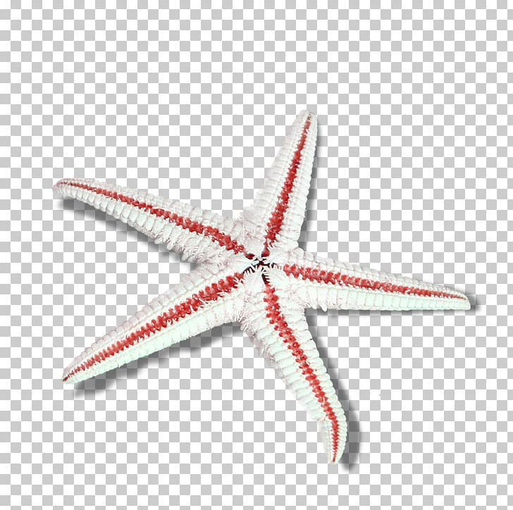 Starfish Euclidean PNG, Clipart, Angle, Animals, Beautiful Starfish, Cartoon Starfish, Chemical Element Free PNG Download