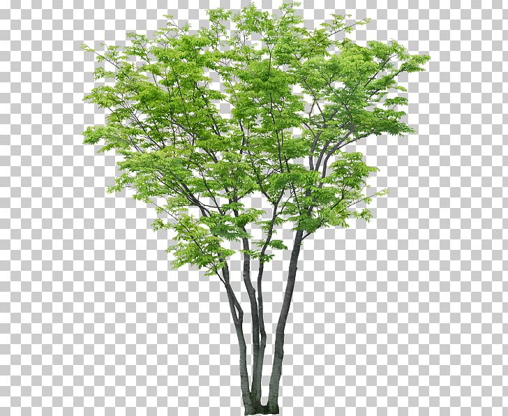Tree Computer-aided Design Computer Software PNG, Clipart, Architecture, Autocad, Branch, Computeraided Design, Computer Software Free PNG Download