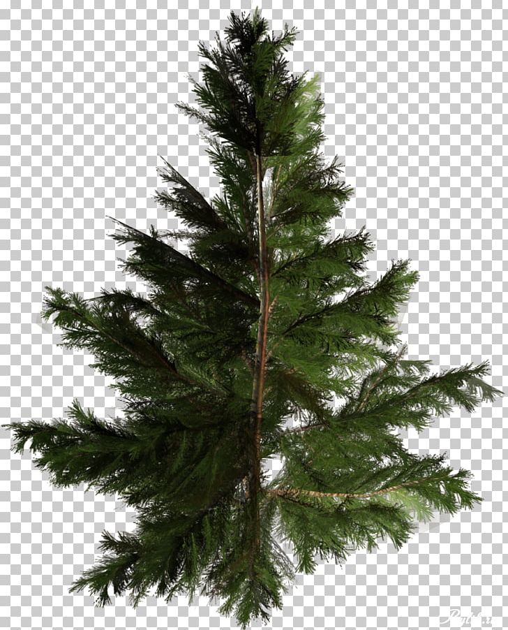 Christmas Tree Amazon.com Conifers Pine PNG, Clipart, Artificial Christmas Tree, Biome, Branch, Christmas Decoration, Conifer Free PNG Download