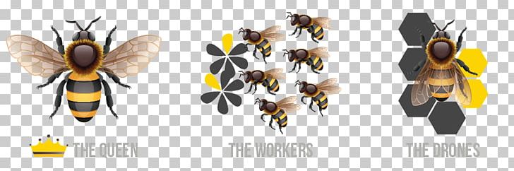 Honey Bee Queen Bee Insect Beehive PNG, Clipart, Arthropod, Bee, Beehive, Beekeeper, Beekeeping Free PNG Download