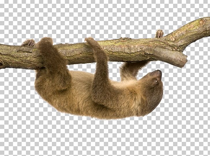 Linnaeus's Two-toed Sloth Hoffmann's Two-toed Sloth Stock Photography PNG, Clipart, Carnivoran, Fauna, Fur, Hoffmanns Twotoed Sloth, Linnaeuss Twotoed Sloth Free PNG Download