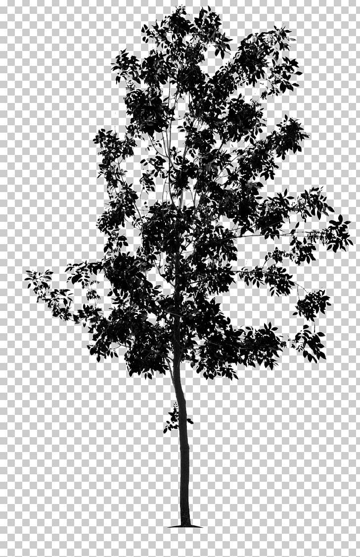 Twig Tree Green Ash Black And White Bonsai PNG, Clipart, Ash, Black, Black And White, Bonsai, Branch Free PNG Download