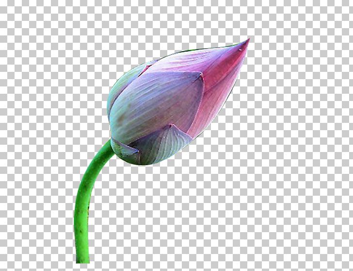 Flower Euclidean PNG, Clipart, Bud, Download, Elements, Euclidean Vector, Flower Free PNG Download