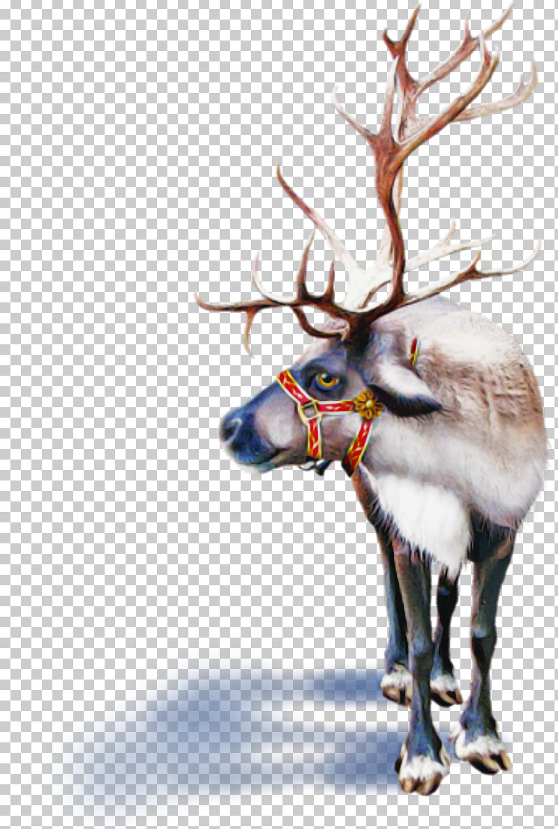 Reindeer PNG, Clipart, Antler, Barren Ground Caribou, Deer, Elk, Fawn Free PNG Download
