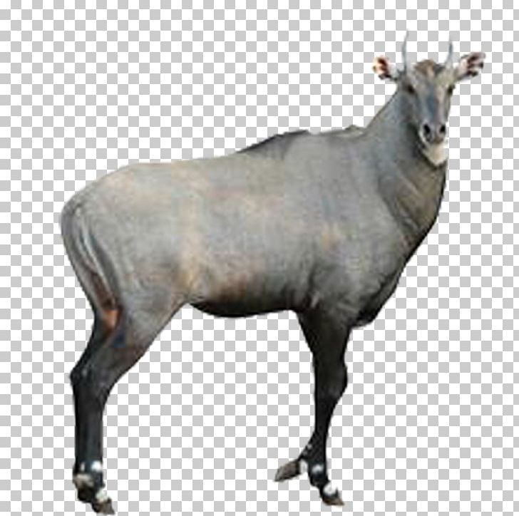 Antelope Goat Common Eland Nilgai Stock Photography PNG, Clipart, American Bison, Animal, Animal Pictures, Animals, Animation Free PNG Download