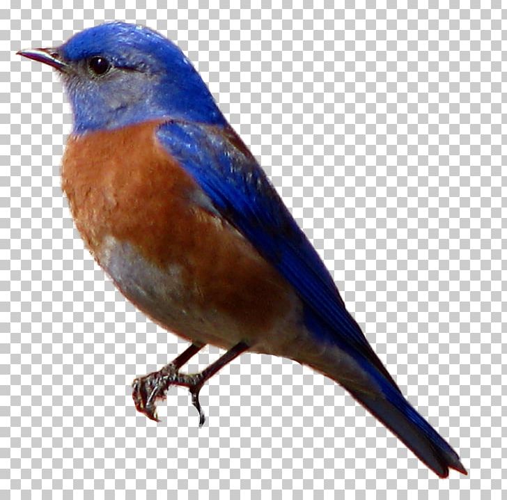 Brown-headed Cowbird Western Bluebird PNG, Clipart, Animal, Animals, Beak, Bird, Birds Free PNG Download