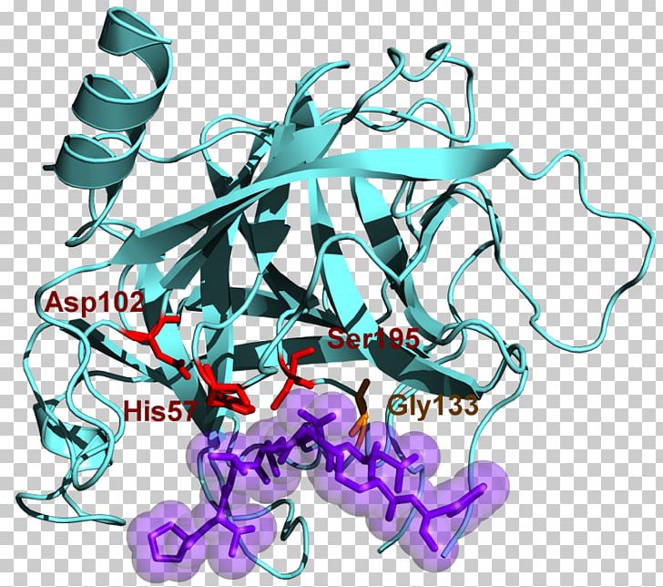 Chymotrypsinogen Protein Serine Protease PNG, Clipart, Active Site, Amino Acid, Area, Art, Cha Free PNG Download