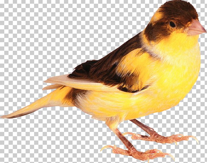 Domestic Canary Bird PNG, Clipart, 720p, Animals, Atlantic Canary, Beak, Bird Free PNG Download
