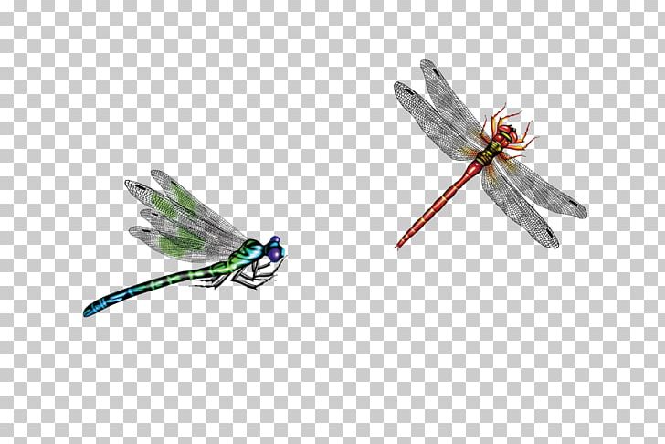 Dragonfly Insect PNG, Clipart, Adobe Illustrator, Bird, Dragonflies Clip Art, Dragonfly Vector, Dragonfly With Flower Free PNG Download