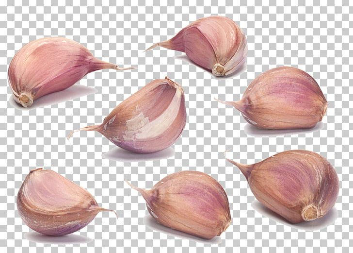 Garlic Onion Sauce Stock Photography Condiment PNG, Clipart, Apple Cider Vinegar, Cartoon Garlic, Chili Garlic, Clove, Food Free PNG Download