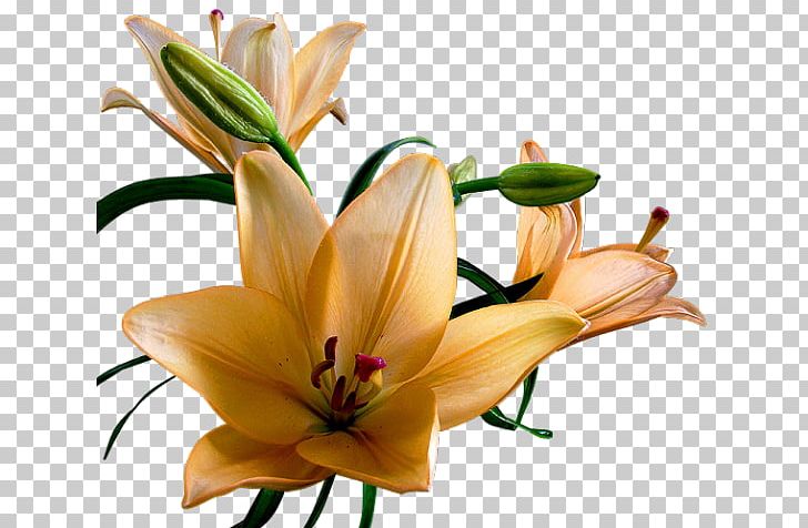 Gfycat Blog Desktop PNG, Clipart, Blog, Computer Icons, Cut Flowers, Daylily, Desktop Wallpaper Free PNG Download