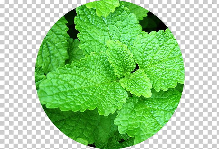 Lemon Balm Officinalis Plant Herb Seed PNG, Clipart, Extract, Food Drinks, Grass, Herb, Herbaceous Plant Free PNG Download
