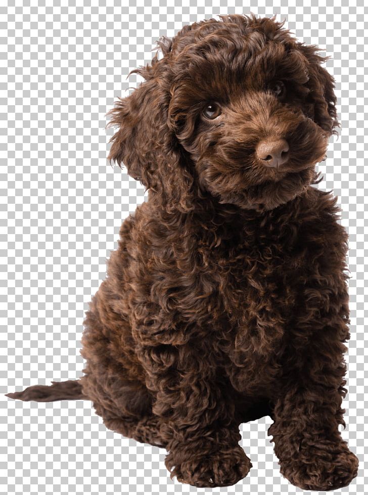 Molly's Story: A Dog's Purpose Novel A Dog's Journey Labradoodle Poodle PNG, Clipart,  Free PNG Download