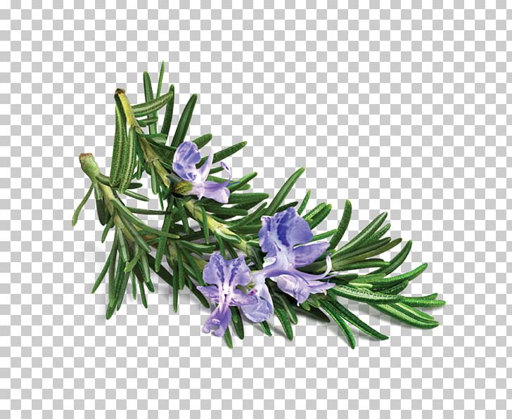 Peppermint Essential Oil Rosemary Lavender PNG, Clipart, Almond Oil, Essential Oil, Extract, Flower, Flowers Free PNG Download
