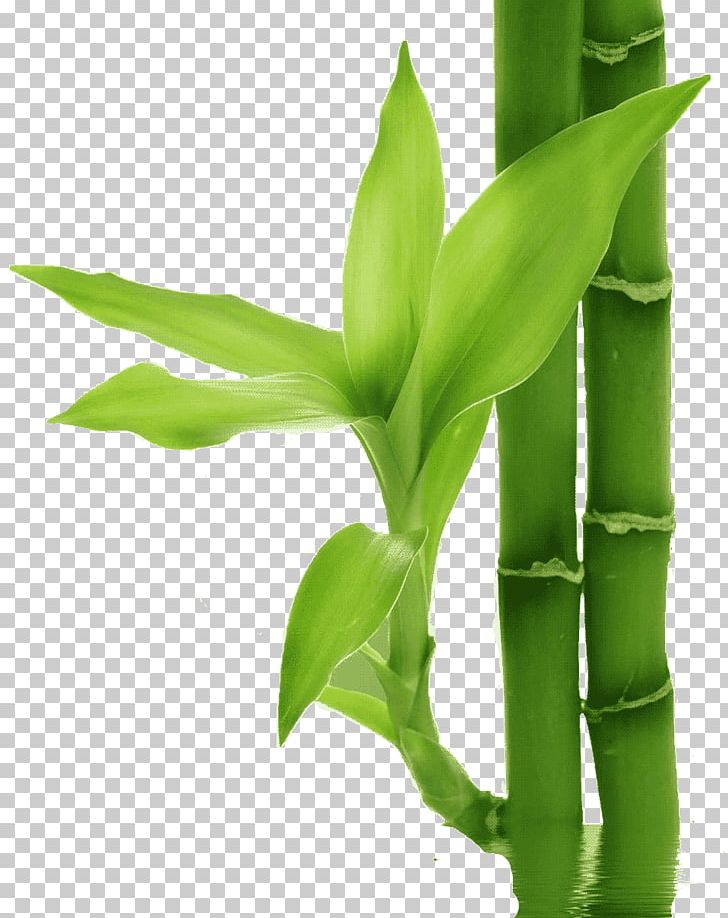 Bamboo Bamboe Leaf Plant PNG, Clipart, Bamboe, Bamboo, Bamboo Textile, Commodity, Desktop Wallpaper Free PNG Download