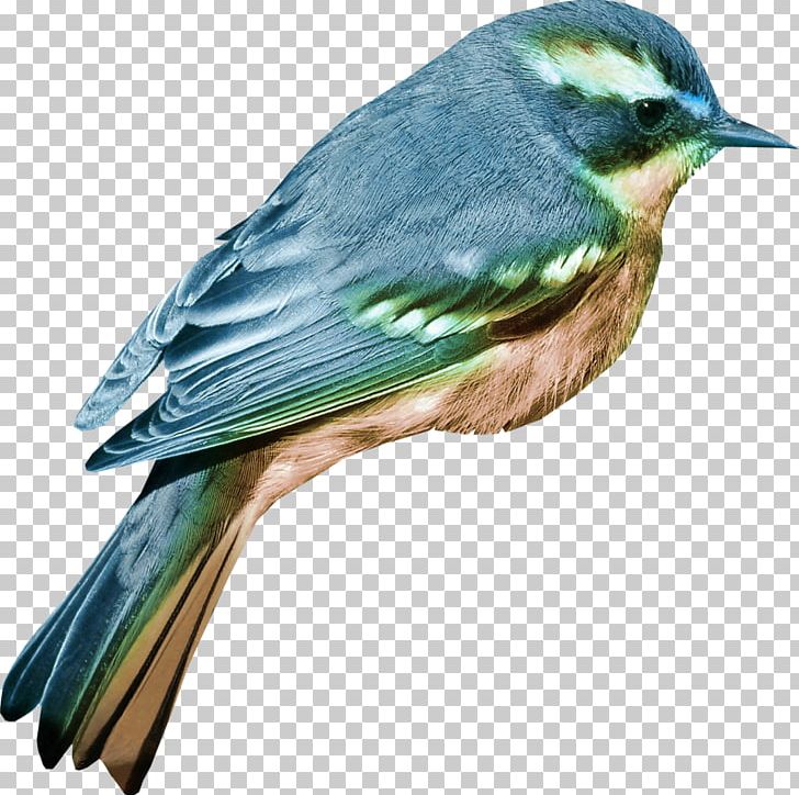 Bird PNG, Clipart, Beak, Bird, Bluebird, Clip Art, Download Free PNG Download