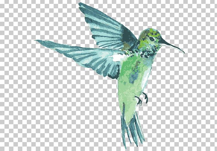 Hummingbird Dribbble Web Design PNG, Clipart, Art, Beak, Bird, Designer, Dribbble Free PNG Download