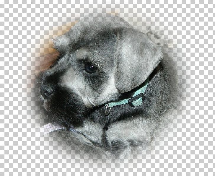 Miniature Schnauzer Schnoodle Standard Schnauzer Cesky Terrier Puppy PNG, Clipart, Breed, Carnivoran, Cesky Terrier, Companion Dog, Dog Free PNG Download