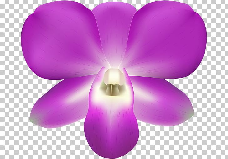 Moth Orchids PNG, Clipart, Flower, Flowering Plant, Lilac, Magenta, Moth Orchid Free PNG Download