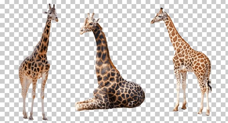 Stock.xchng Reticulated Giraffe West African Giraffe PNG, Clipart, Animal, Animal Figure, Animals, Fauna, Getwell Card Free PNG Download