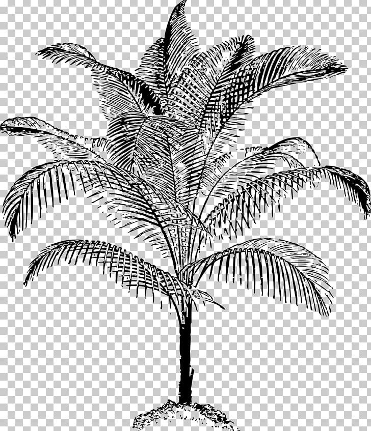 Arecaceae PNG, Clipart, Arecaceae, Arecales, Attalea Speciosa, Black And White, Branch Free PNG Download