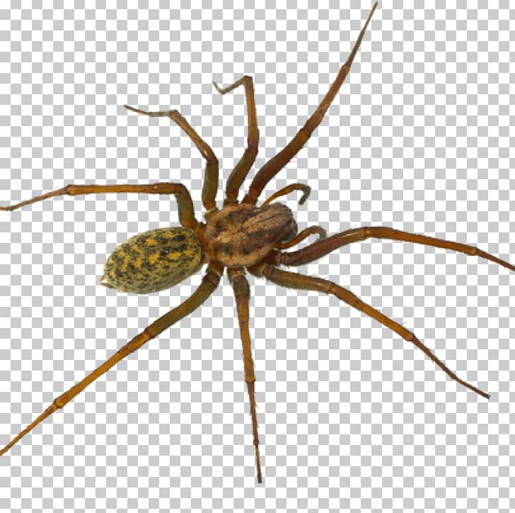 Hobo Spider Pest Control Tegenaria Domestica PNG, Clipart, Arachnid, Araneus, Araneus Cavaticus, Arthropod, Brown Free PNG Download