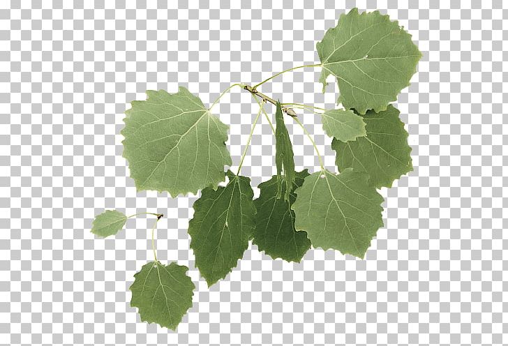 Twig European Aspen Tree Leaf PNG, Clipart, 3d Computer Graphics, Aspen, Branch, Broadleaved Tree, Computer Software Free PNG Download
