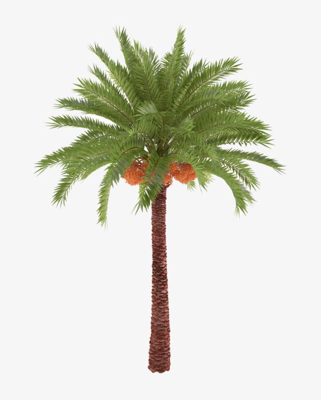 Tropical Coconut Tree Material PNG, Clipart, Coconut, Coconut Clipart, Coconut Clipart, Coconut Leaf, Coconut Tree Free PNG Download
